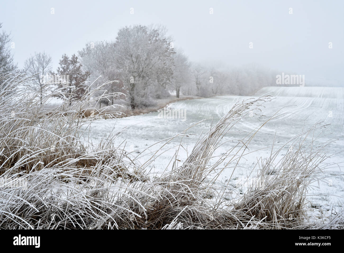 Avec le givre champs couvert, dans l'avant-plan de l'herbe haute et à la gauche de la photo de glace les arbres d'une certaine manière. Banque D'Images