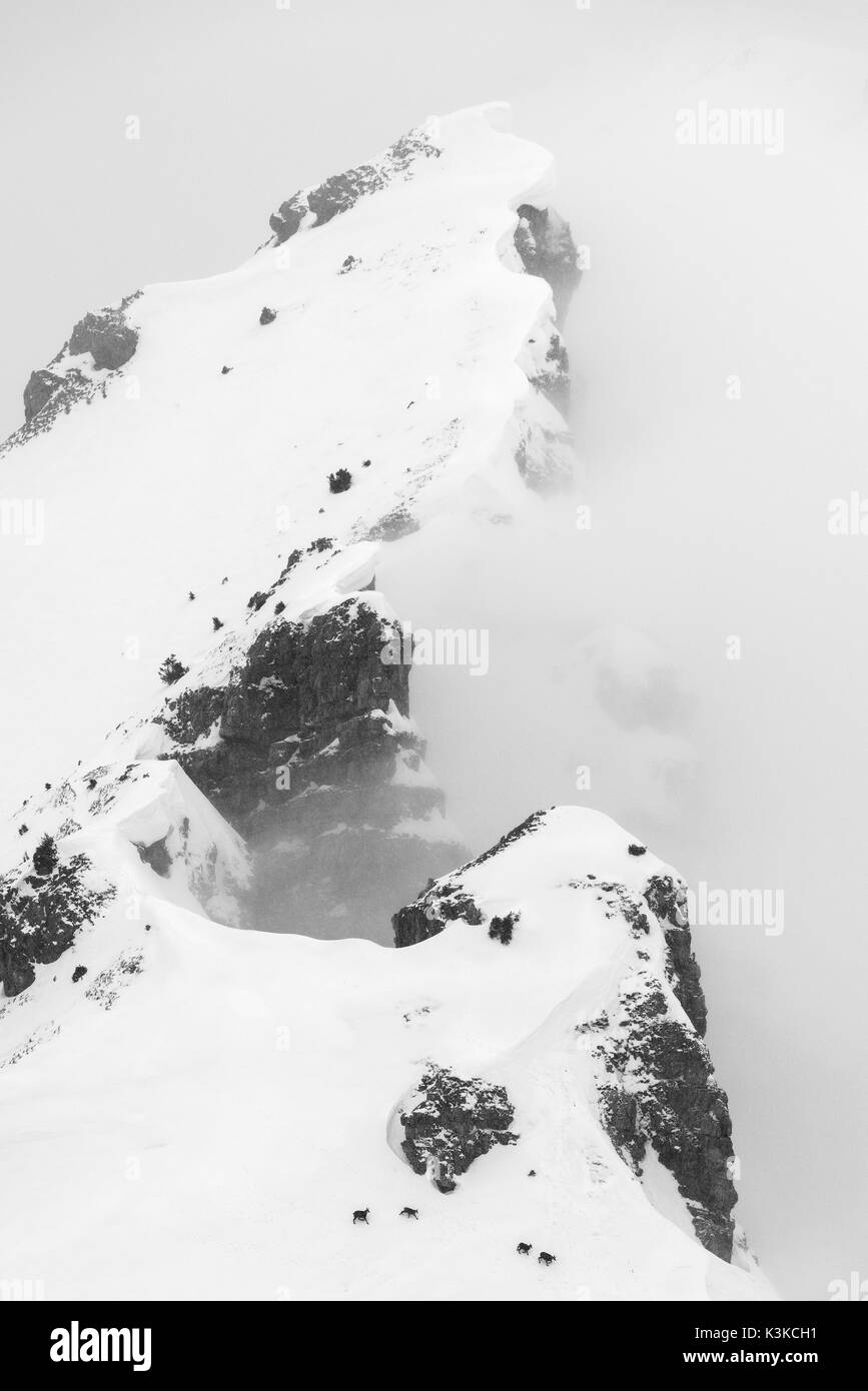 Un groupe de chamois par mauvais temps en hiver dans une montagne de l'Soierngruppe dans le Karwendel. Dans l'arrière-plan l'Schöttelkarspitze. Banque D'Images