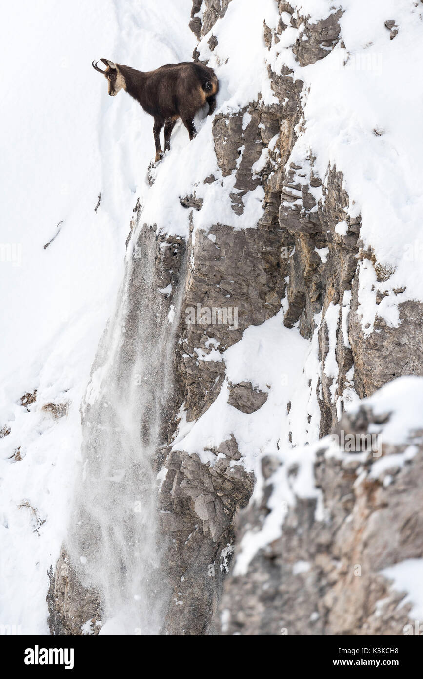 Chamois sur une projection couverte de neige sous le sommet de l'italia. Des neiges s'écoule à partir de la projection et le chamois regarde vers le bas. Banque D'Images