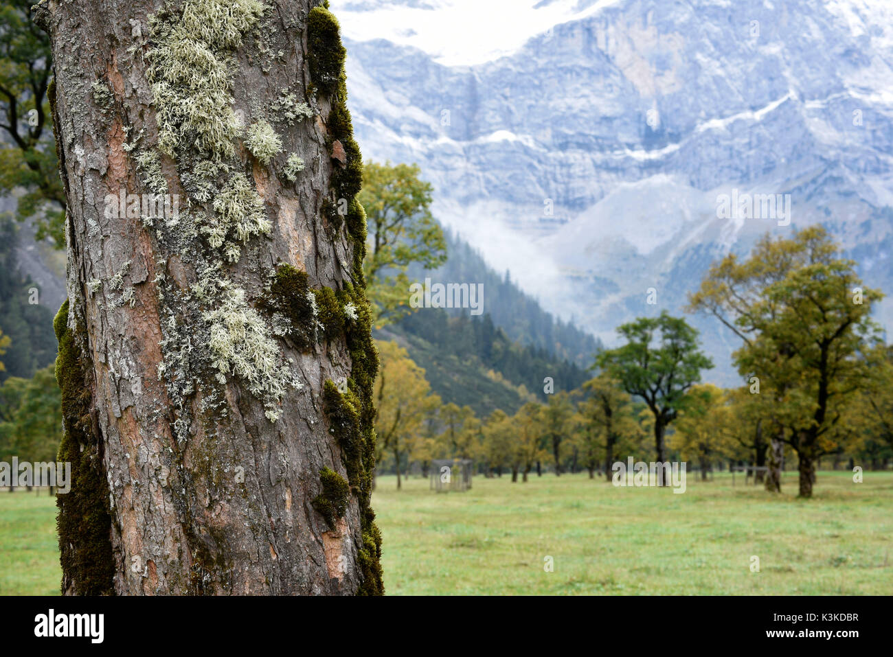 Les lichens et mousses sur la souche d'un vieil érable dans le Engtal (vallée) avec Hinterriss. Dans l'arrière-plan les arbres d'automne et la pente d'une montagne. Banque D'Images