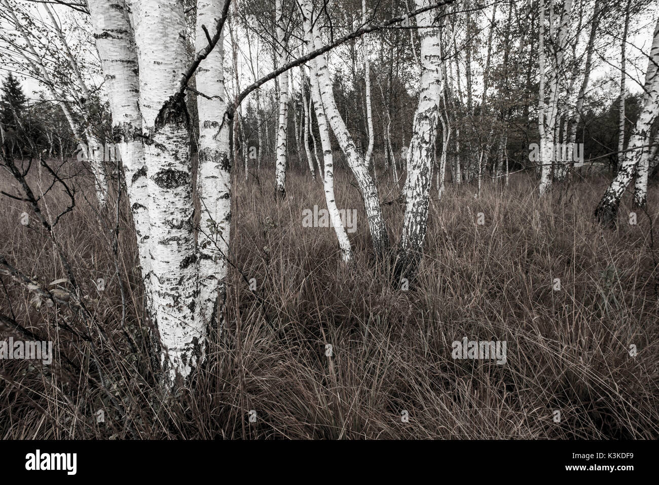 Birch groves avec couleurs désaturées Banque D'Images
