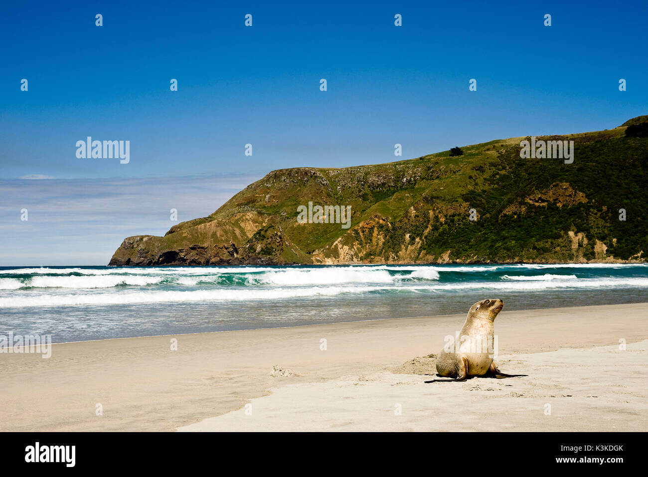 Un joint cône se situe sur une plage de Nouvelle-Zélande et se tourne vers le spectateur. Banque D'Images