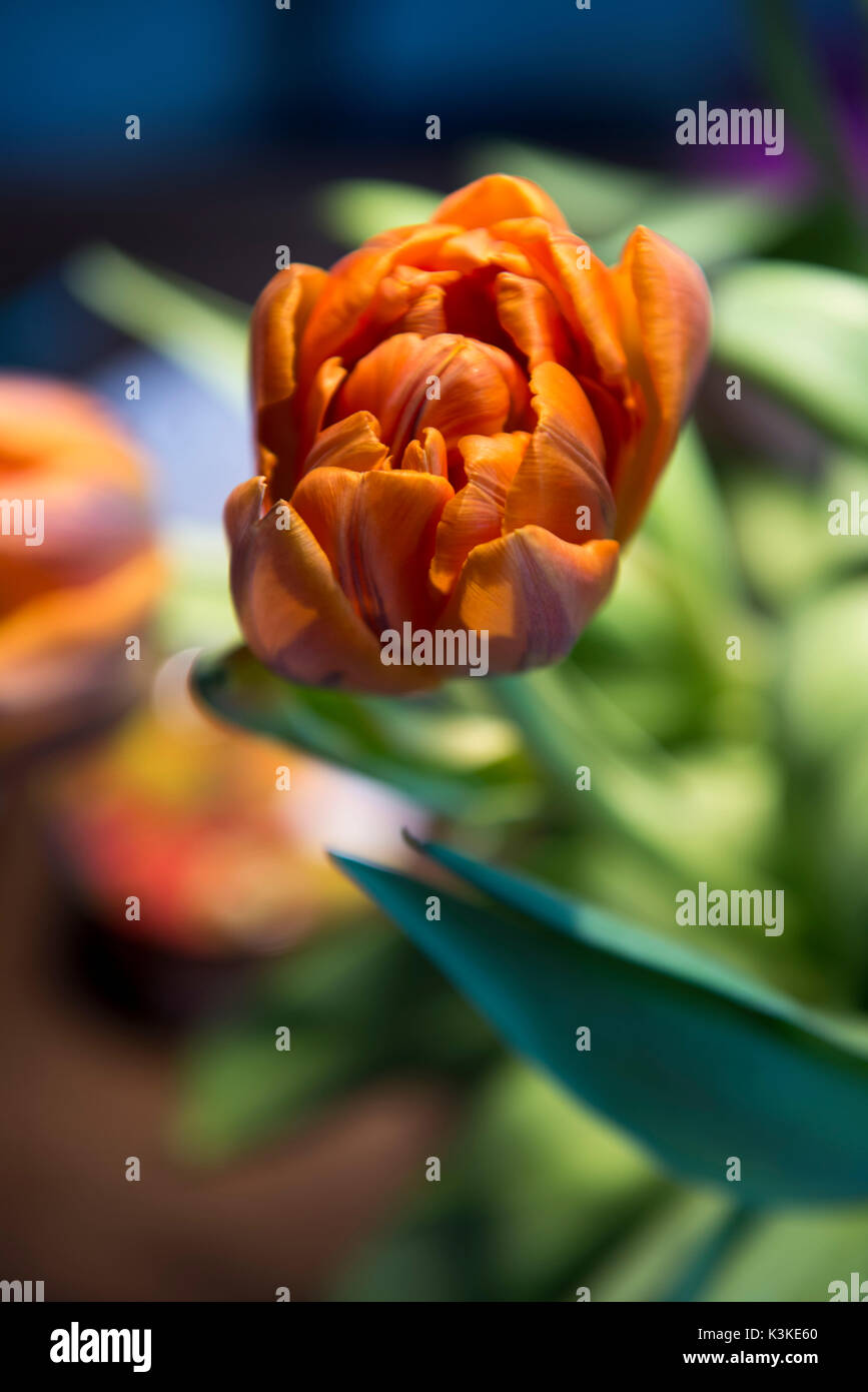 Tulipe orange blossom Banque D'Images