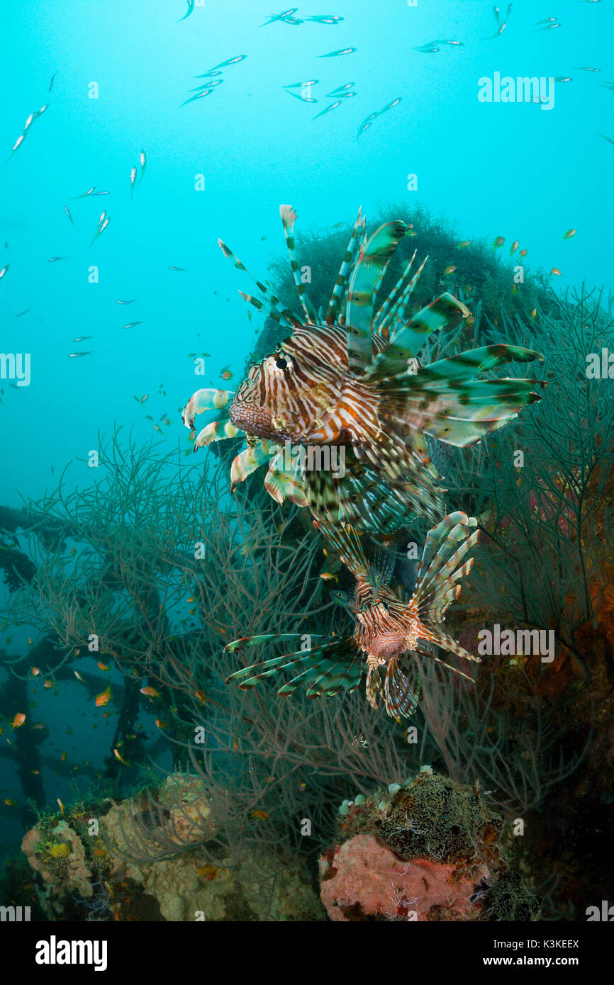Sur Lionfishes Kuda Giri Wreck, Pterois miles, South Male Atoll, Maldives Banque D'Images