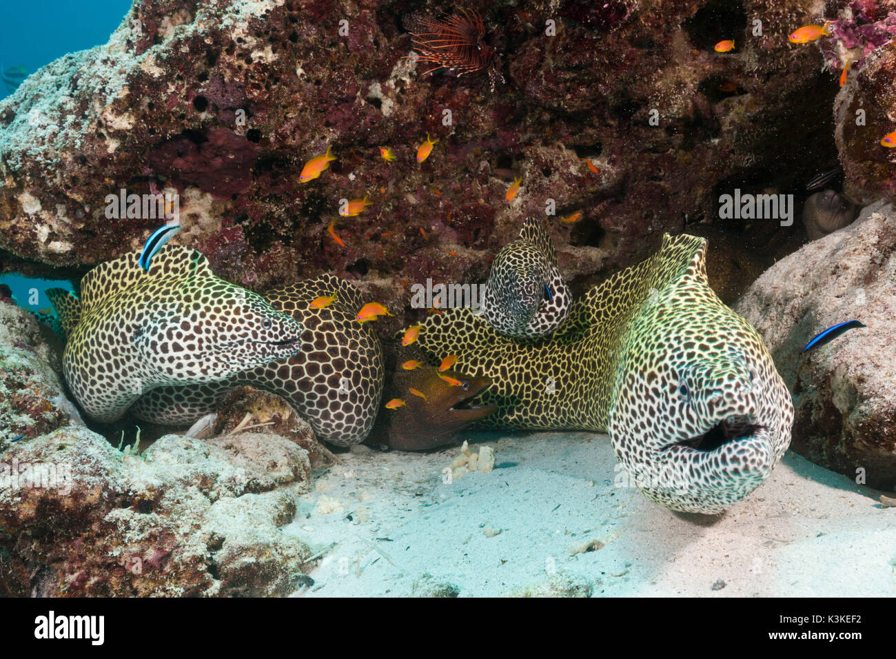Groupe d'Honeycomb Moray, Gymnothorax favagineus, North Male Atoll, Maldives Banque D'Images