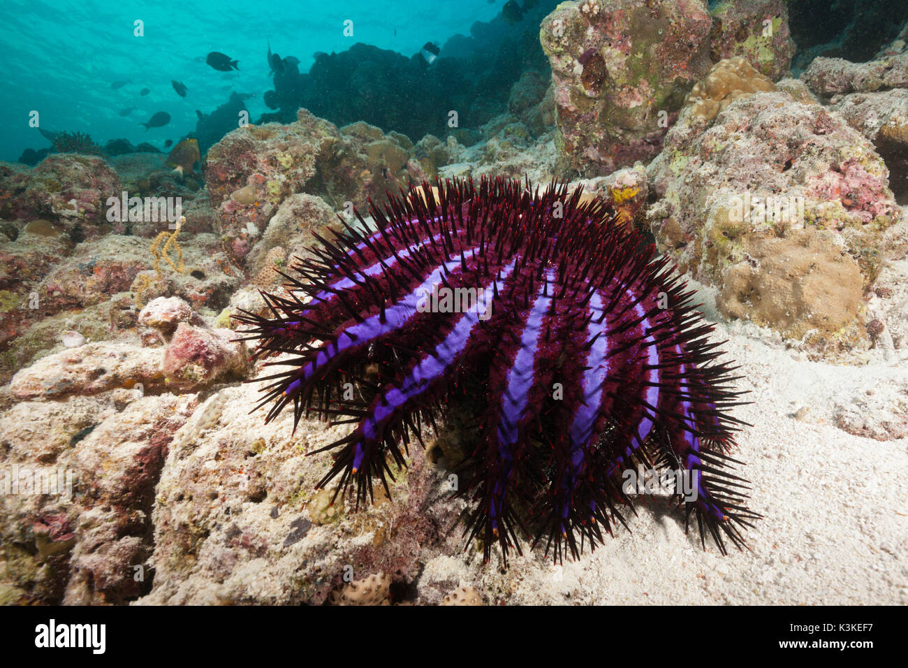 La couronne d'épines, étoile de mer Acanthaster planci, North Male Atoll, Maldives Banque D'Images