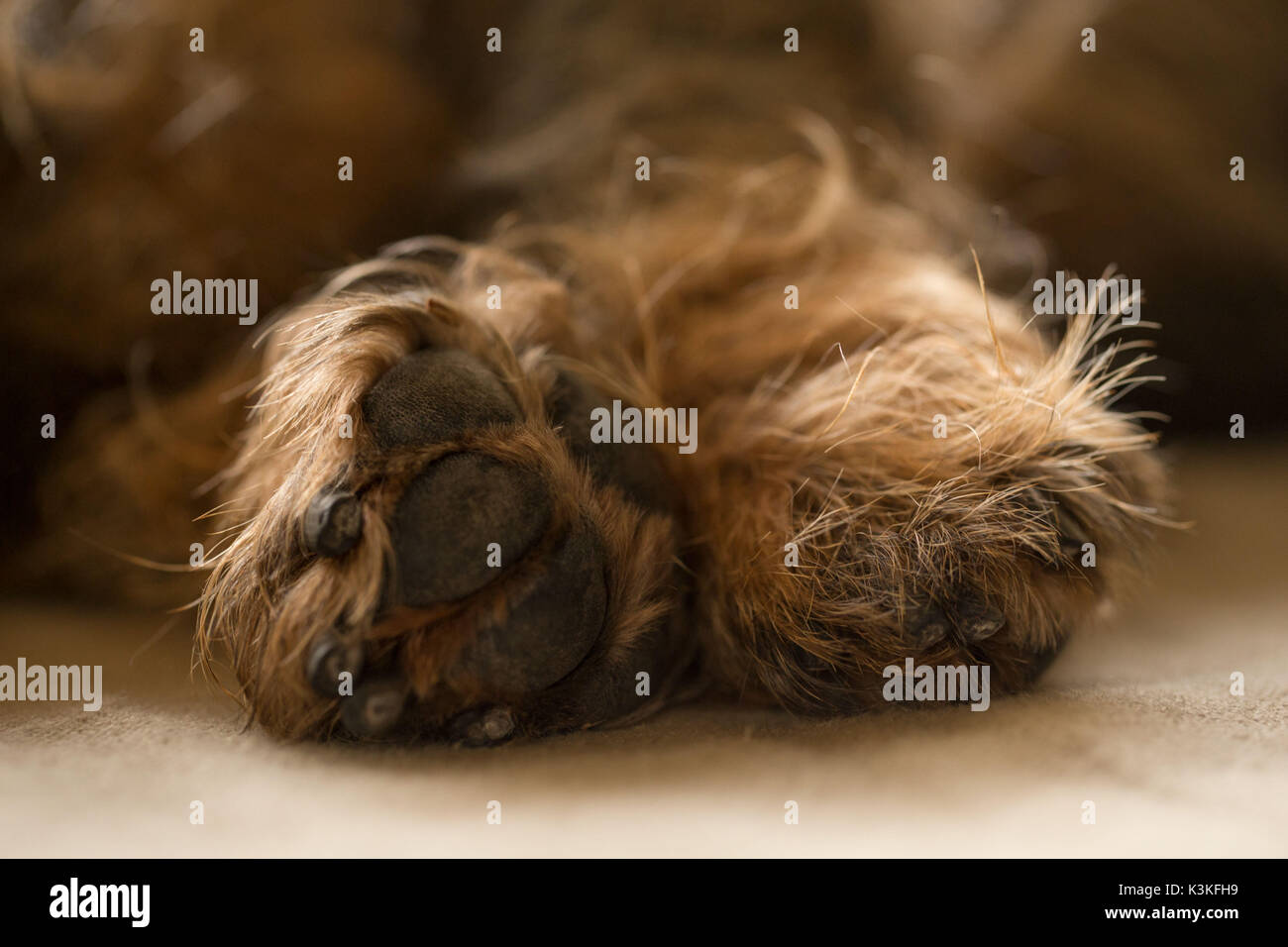Close-up of paws teckel à poil dur, chien couché sur le côté Banque D'Images