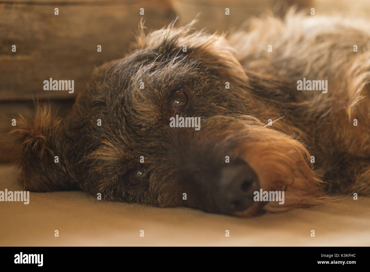 Close-up de tête de teckel à poil dur, chien couché sur le côté Banque D'Images