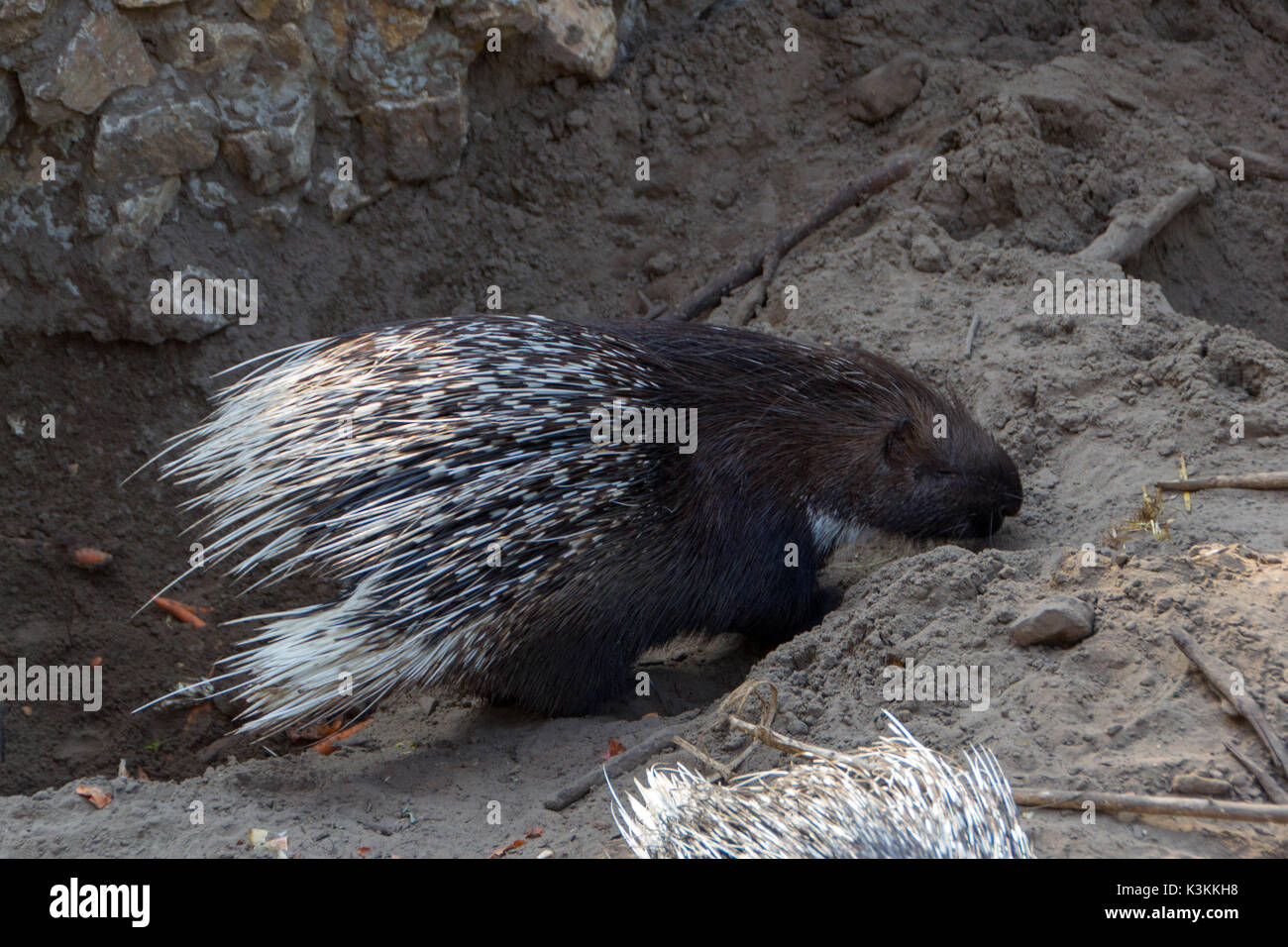 Porc-épic indiens, également connu sous le nom de Porcupine indien. Des animaux de la faune. Banque D'Images