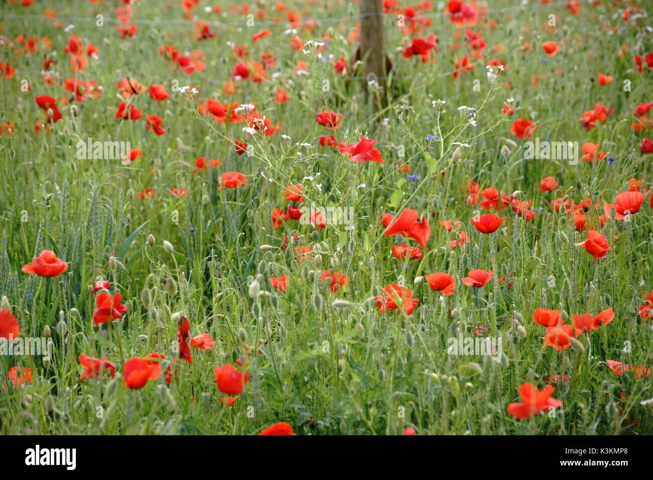 Une prairie de fleurs sur une prairie clôture avec barbeaux et coquelicots. Banque D'Images