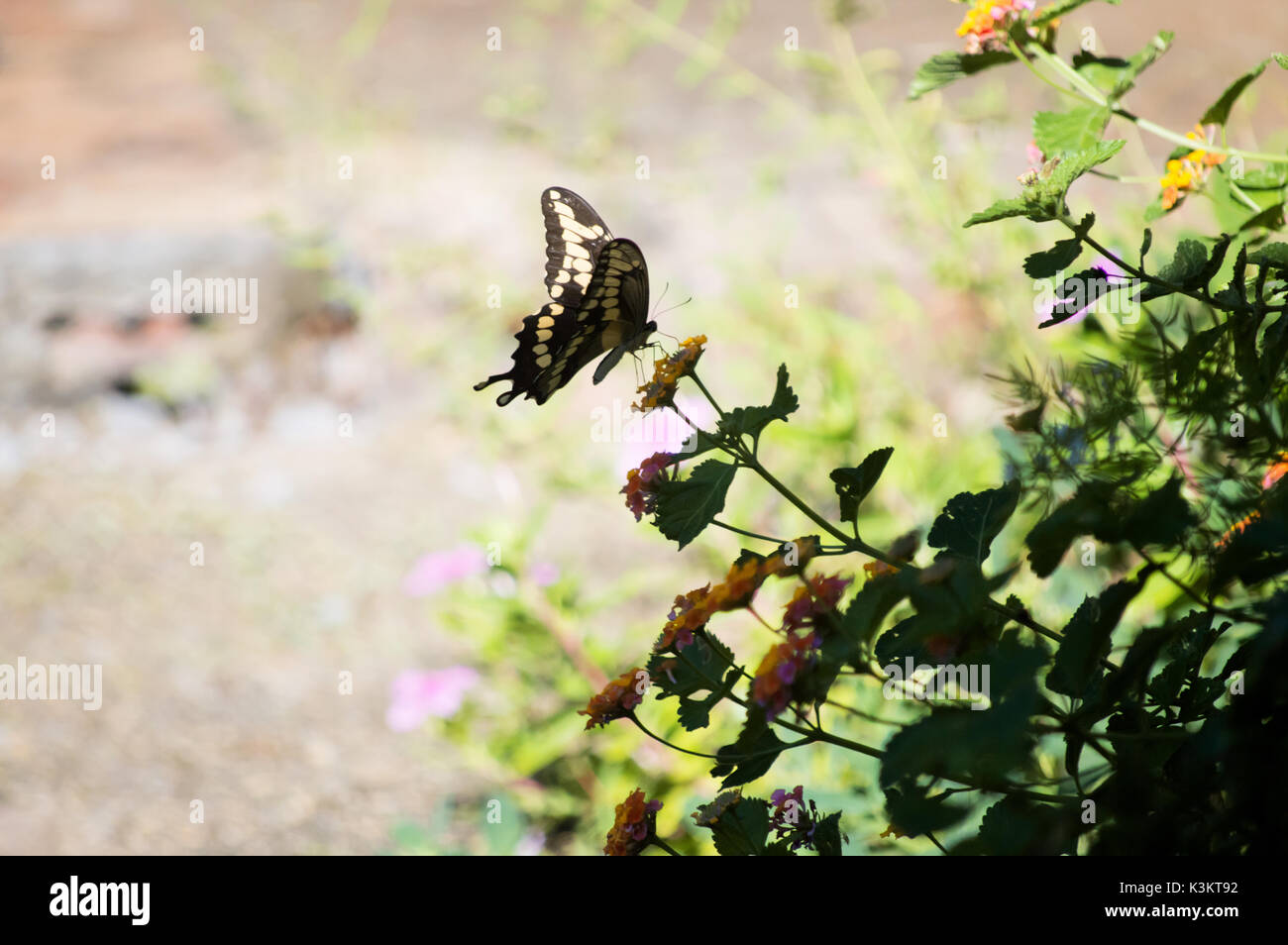 Un papillon à queue fourchue, des débarquements de nectar de sucer un lantana couleur plante. Banque D'Images