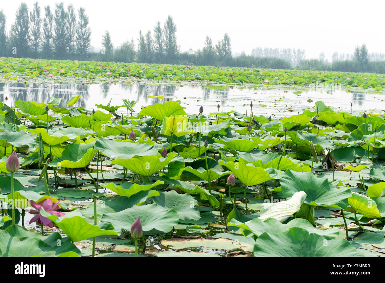 Lotus en pleine floraison et la beauté de la feuille de lotus.dans l'étang. Banque D'Images