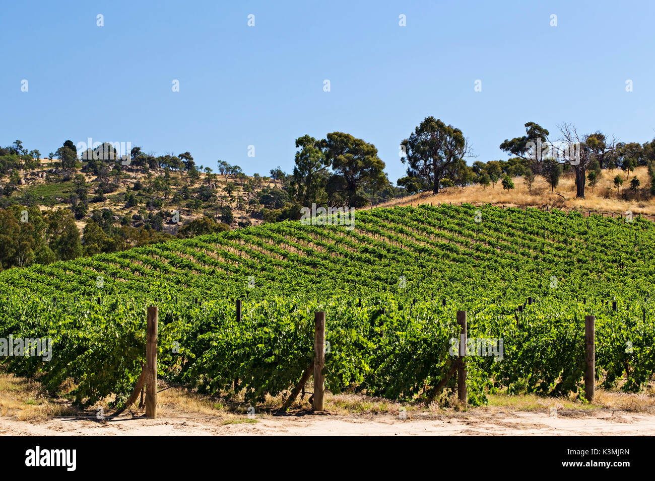 Un vignoble dans la région des Pyrénées de Victoria, Australie Banque D'Images