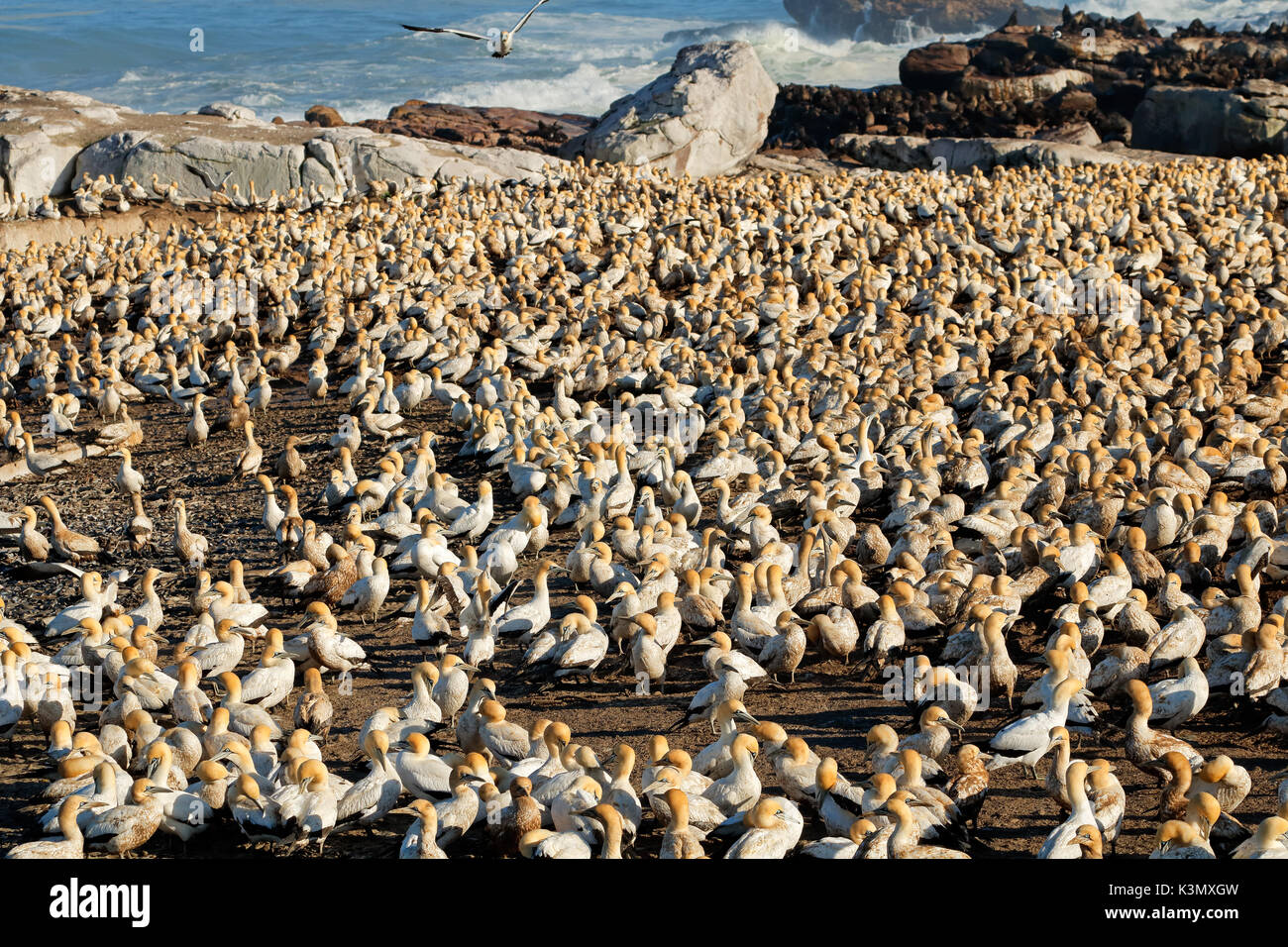 Colonie du Cap élevage Bassan (Morus capensis), l'île Bird, Lamberts Bay, Afrique du Sud Banque D'Images