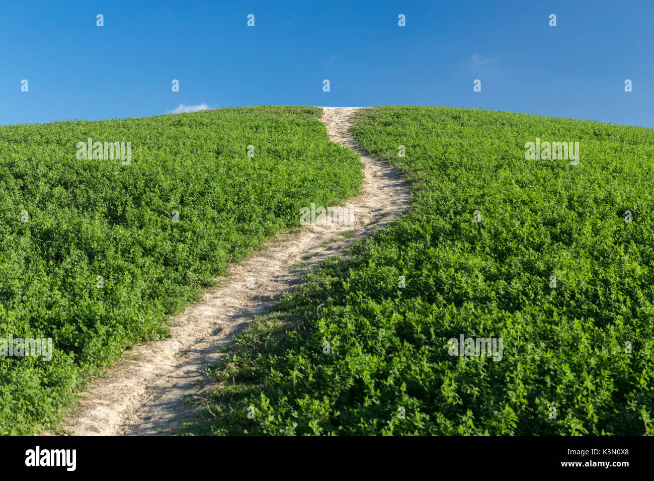 Sentier menant au sommet d'une colline verte près de Asciano, Toscane, Italie. Banque D'Images