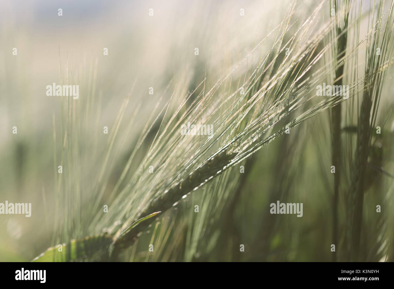 Des épis de blé vert en été. Banque D'Images