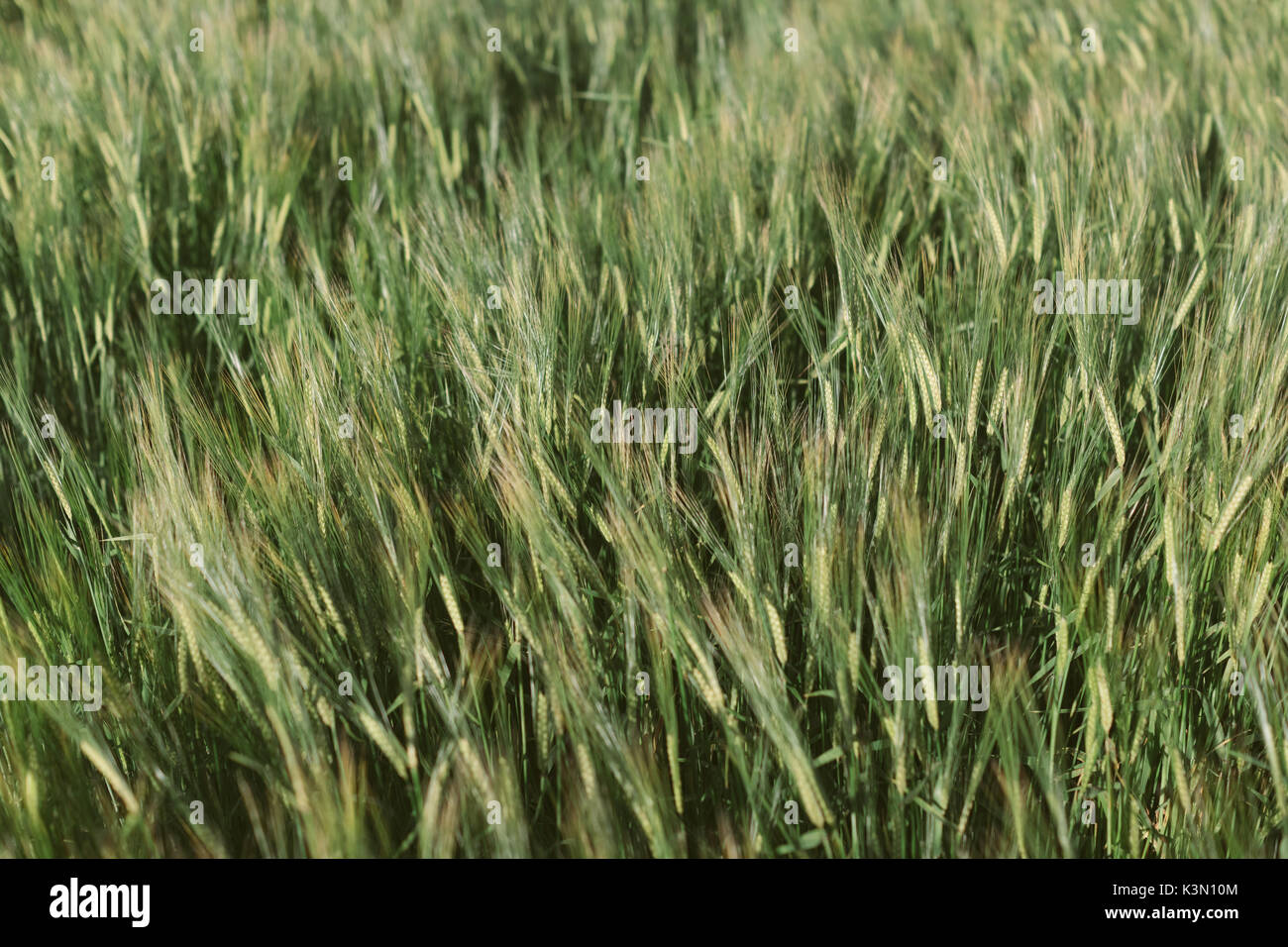 Des épis de blé vert en été. Banque D'Images