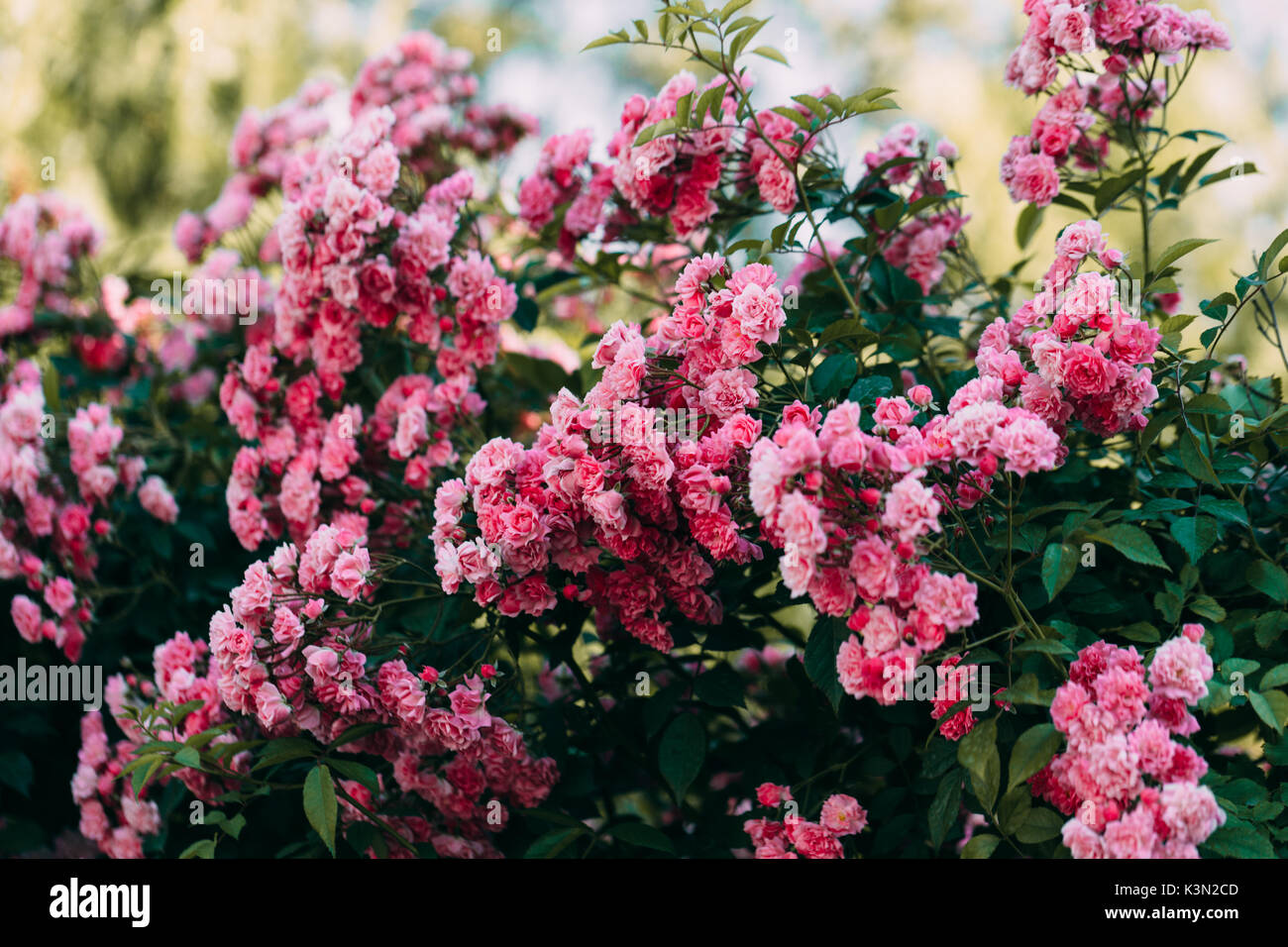 fleurs roses Banque D'Images