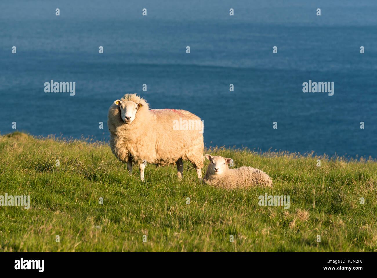 Portmagee, comté de Kerry, Munster, Irlande, province de l'Europe. Deux moutons paissant sur la colline avec l'océan Atlantique à l'arrière-plan. Banque D'Images