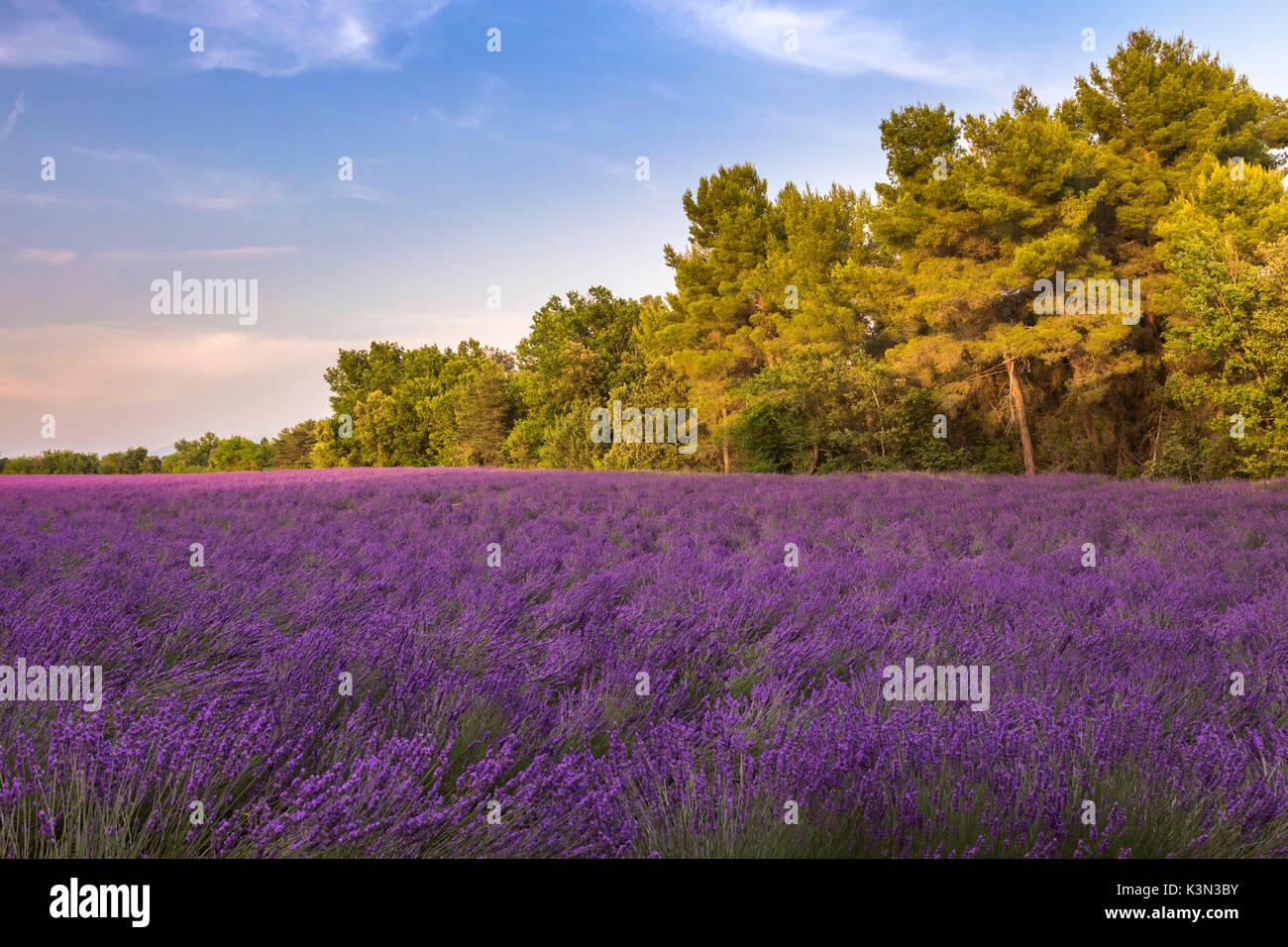 Un champ de lavande entre les bois près de Valensole, Alpes de Haute Provence, Provence-Alpes-Côte d'Azur, France. Banque D'Images