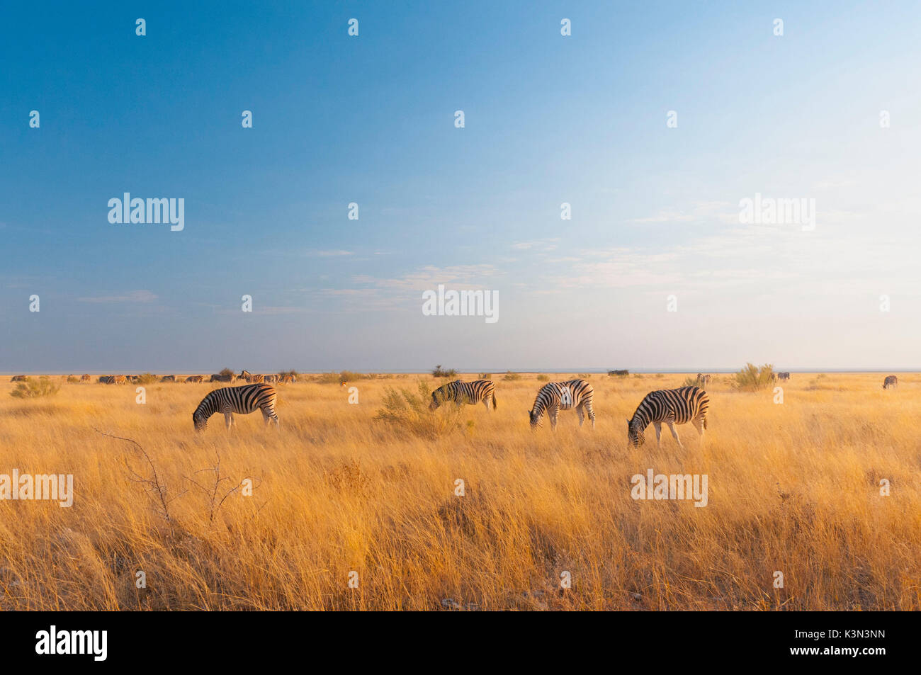 Parc National d'Etosha, Namibie, Afrique. Groupe des zèbres. Banque D'Images