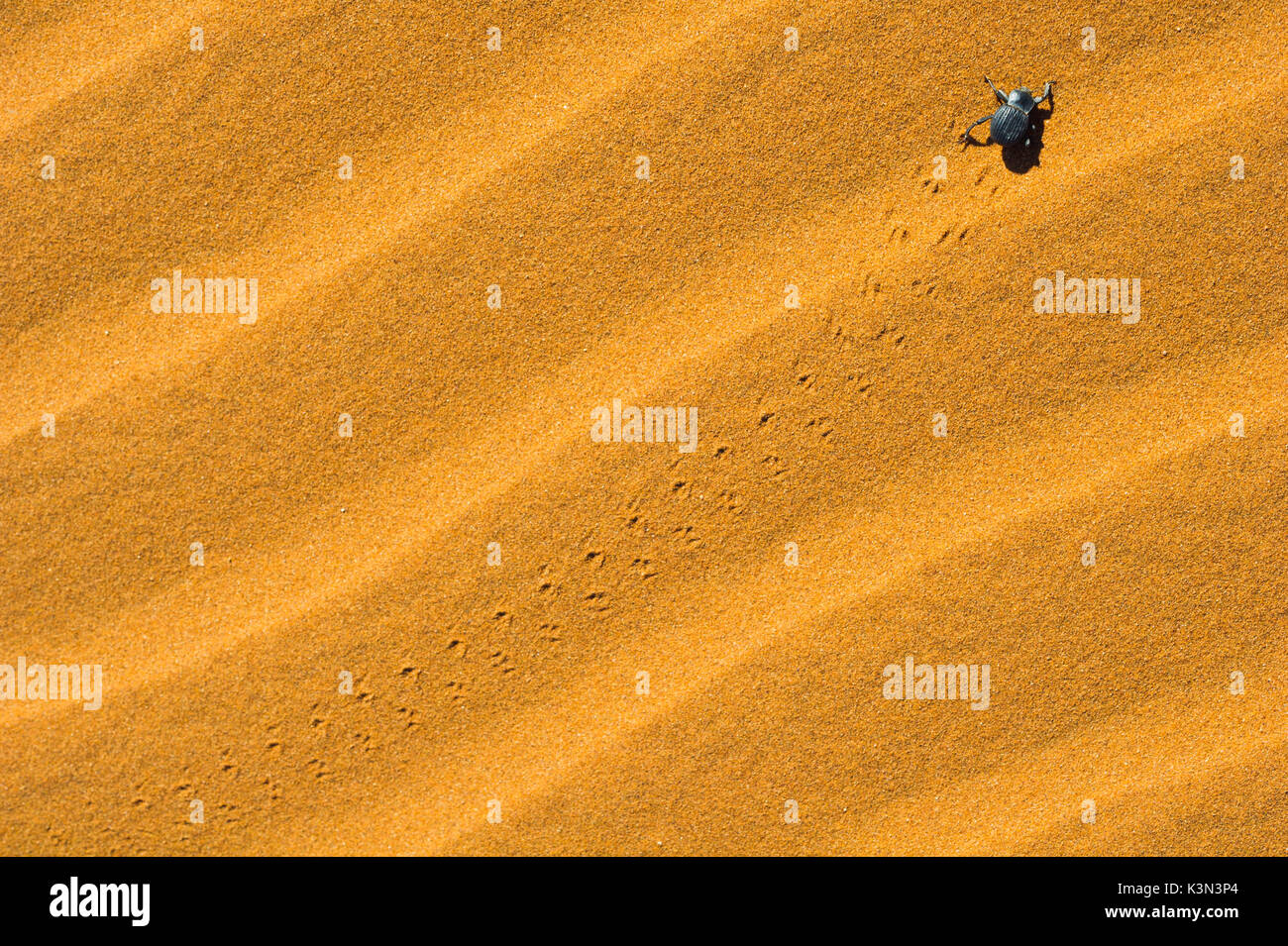 Sossusvlei, désert du Namib, Namibie, Afrique. Désert du Namib beetle. Banque D'Images