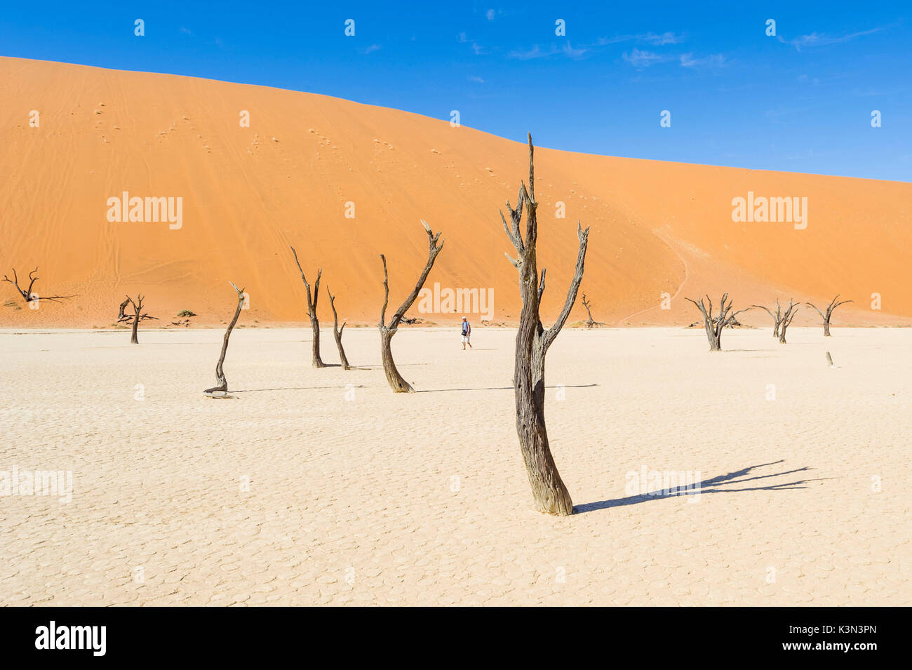 Deadvlei, Namib-Naukluft National Park, Namibie, Afrique. Homme marchant dans les acacias morts marais salant. Banque D'Images