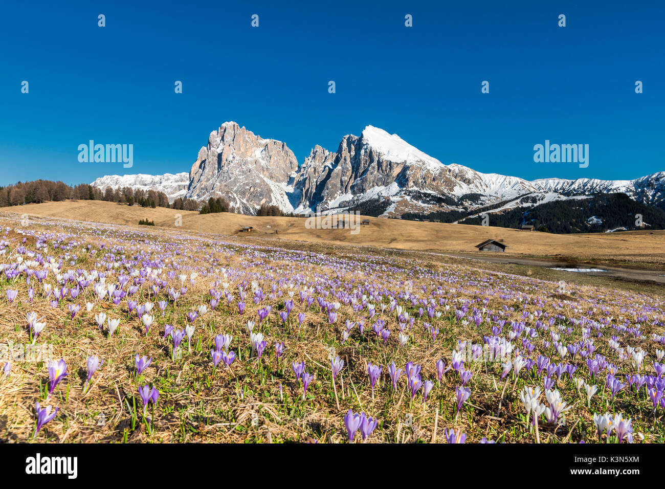 Alpe di Siusi / Seiser Alm, Dolomites, Tyrol du Sud, Italie. Crocus au printemps fleurissent sur l'Alpe di Siusi / Seiser Alm Banque D'Images