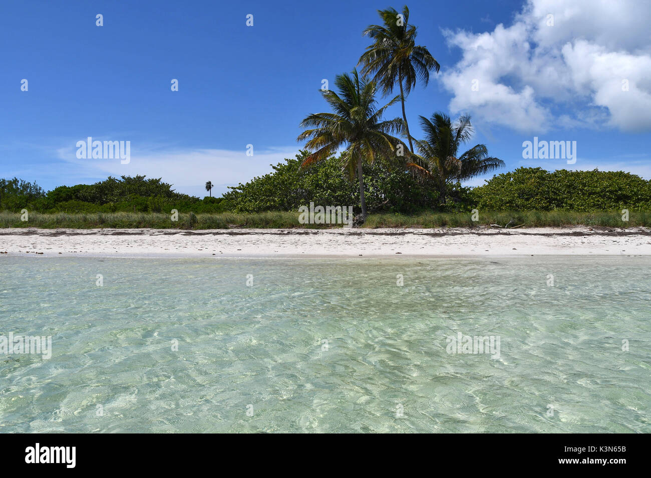 Paumes sur Bahia Honda - Clefs Island - Floride, États-Unis Banque D'Images