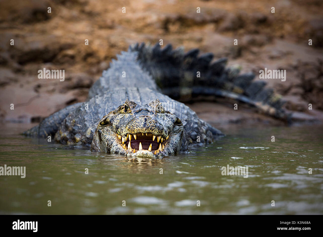 À partir de rio cuiaba River. cuibà Rio cuiabà, Mato Grosso do Sul, Pantanal. Mato Grosso do Sul, Brésil. Banque D'Images