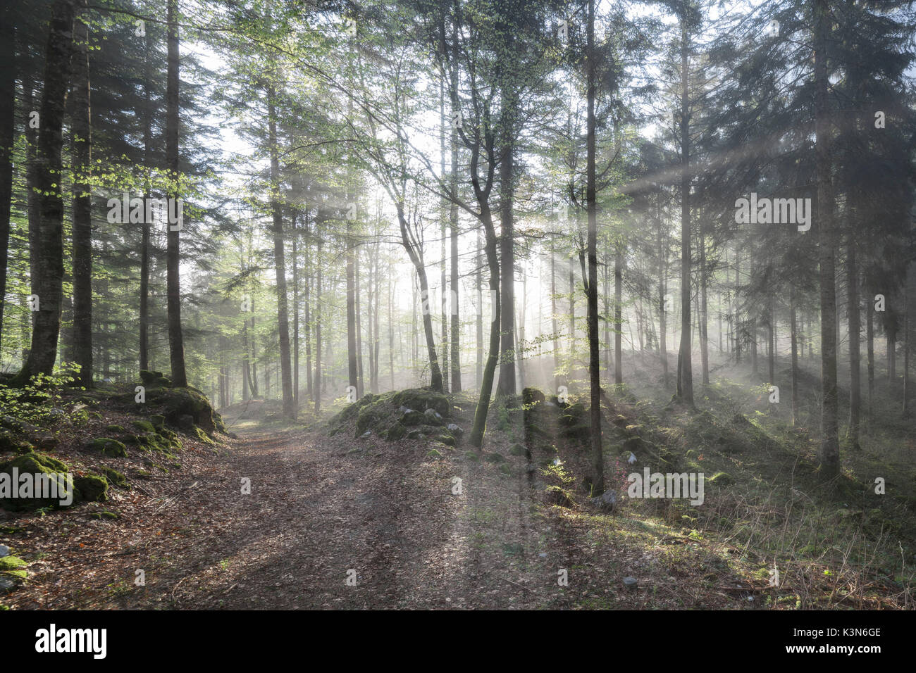 L'Europe, Italie, Friuli, Cimolais. La lumière filtrant à travers les arbres de la forêt jusqu'au col de St Oswald, Dolomites Banque D'Images