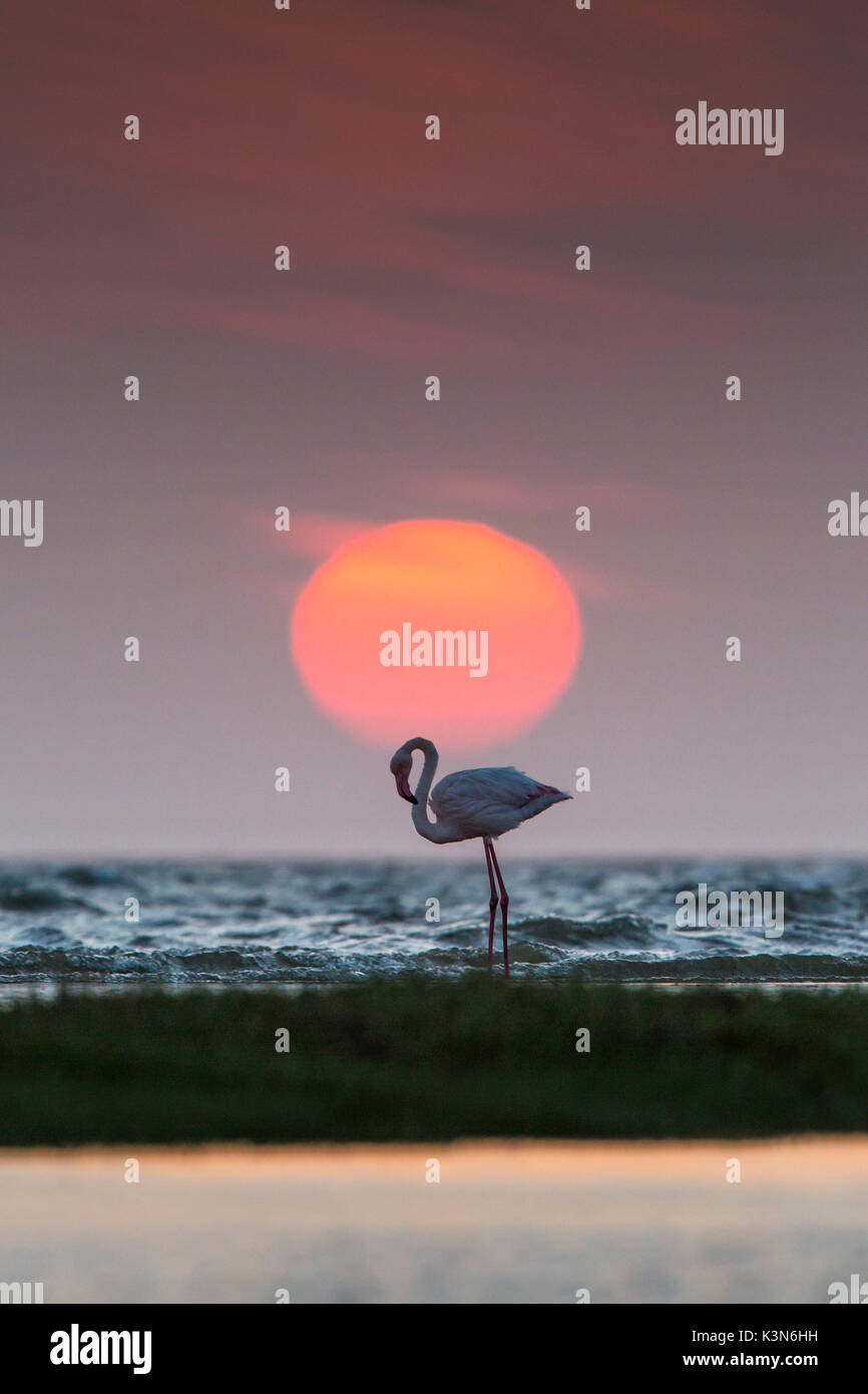 Flamingo au coucher du soleil dans la lagune de Walvis Bay, dans l'ouest de la Namibie. Banque D'Images