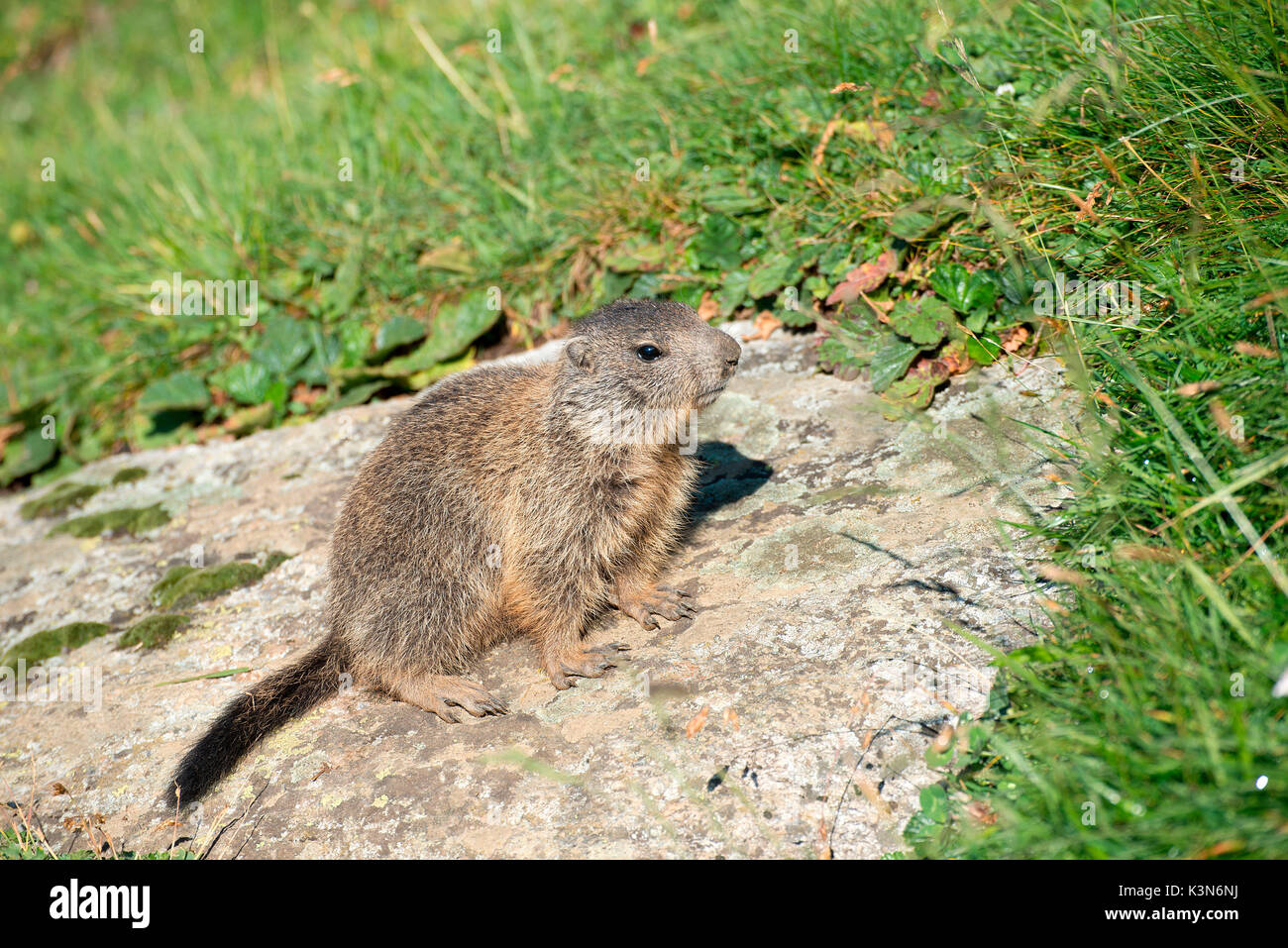 , Dolomites Tyrol du Sud, Italie. La marmotte alpine (Marmota marmota) Banque D'Images