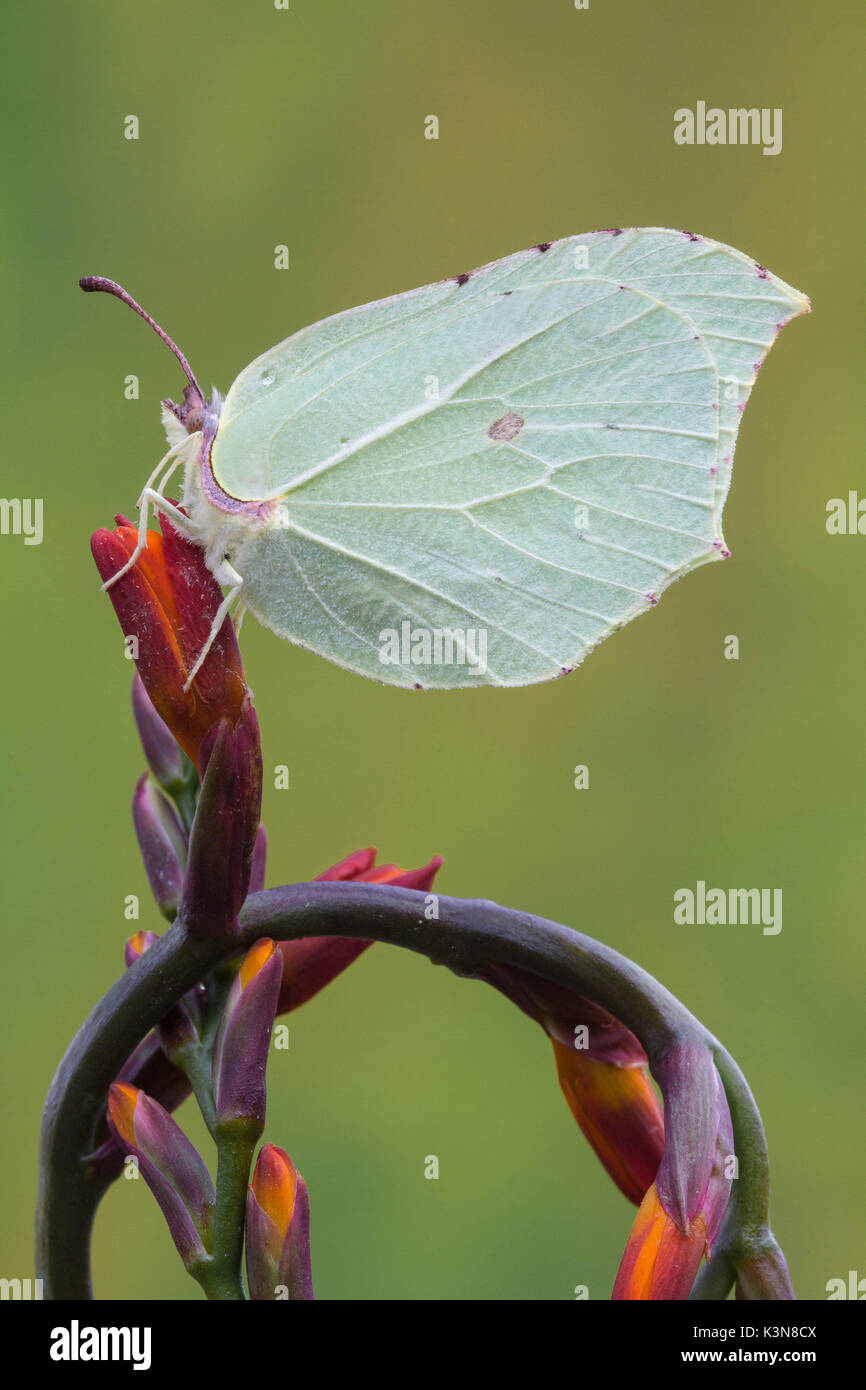 Le Gonepteryx rhamni Cedronella, papillon, rester sur une fleur rouge et c'est un lepidoteran avec les ailes comme une laisse à camoufler. La Lombardie, Italie Banque D'Images