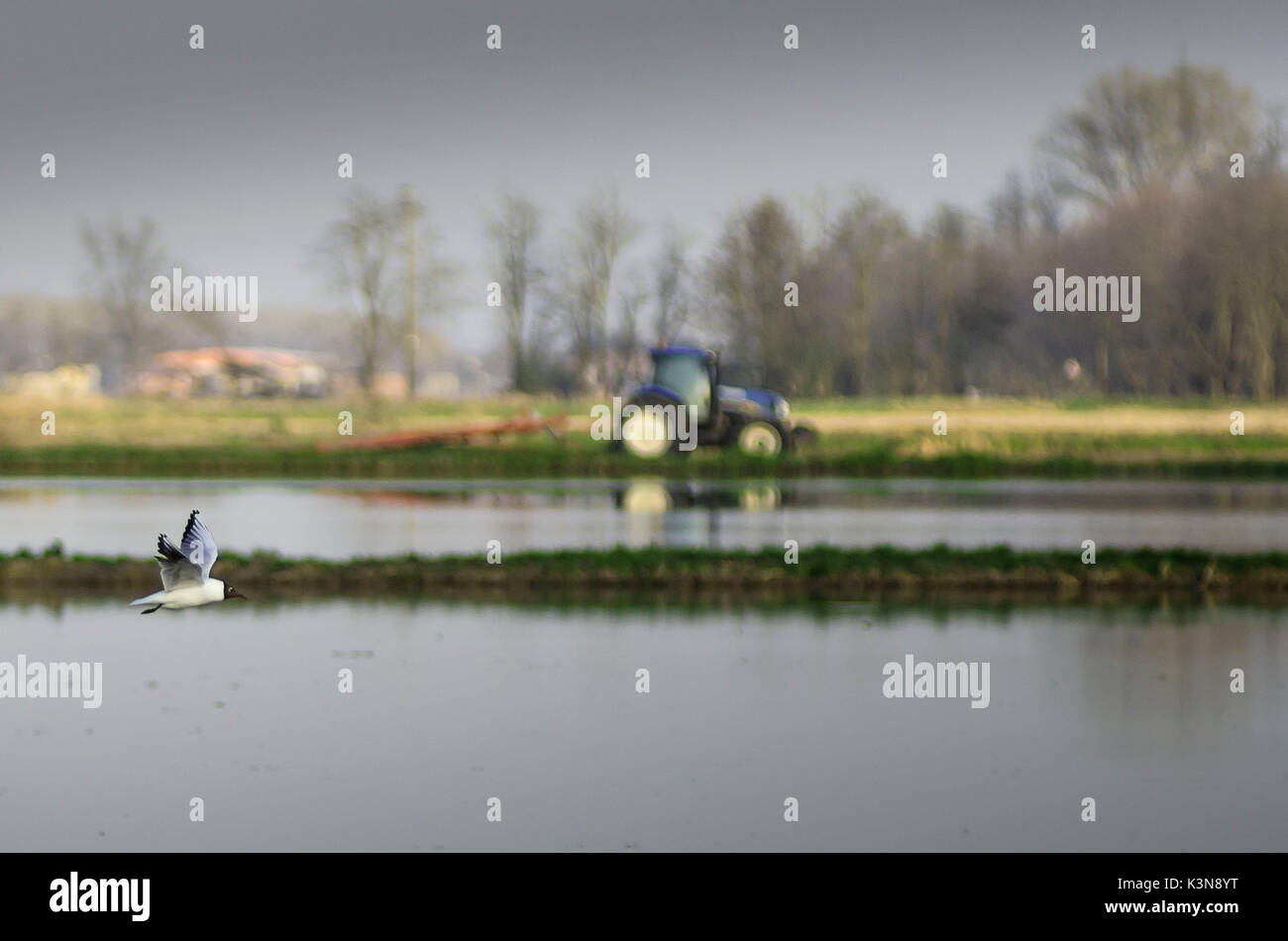 Mouette en vol (Lomellina, Lombardie, Italie) Banque D'Images