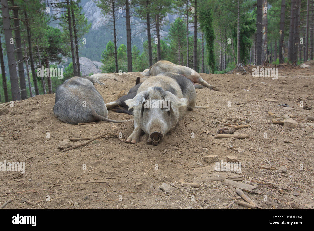 Les porcs de l'endémique Corse, France Banque D'Images