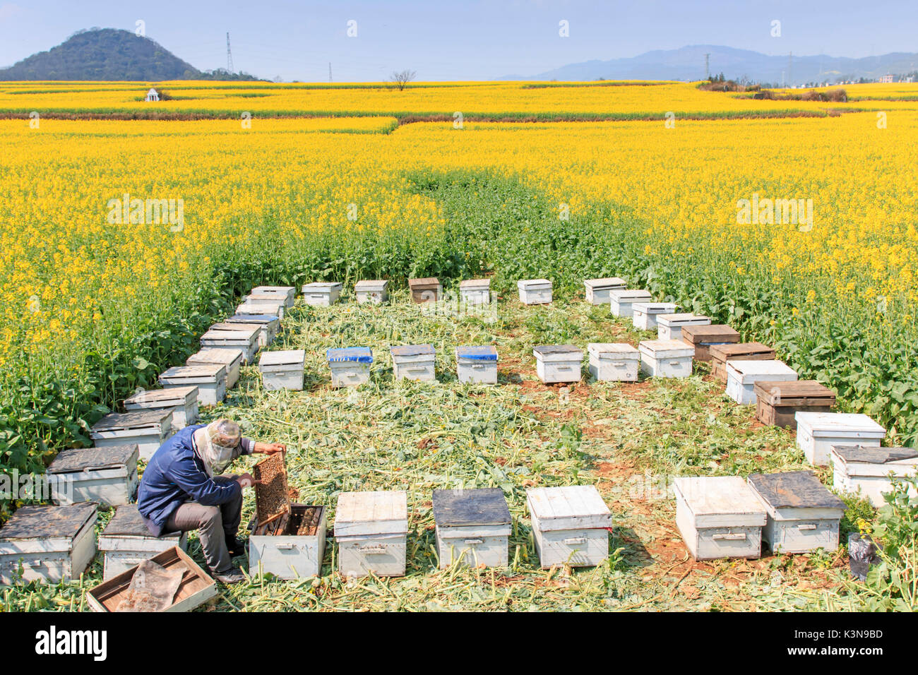 L'apiculteur travaillant parmi les champs de fleurs de colza de Luoping dans le Yunnan en Chine. Luoping est célèbre pour les fleurs de colza que fleur le début du printemps Banque D'Images