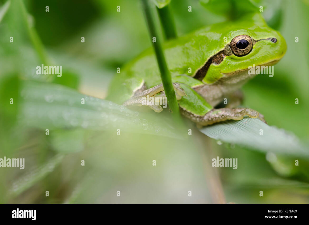 Hyla arborea (Lomellina, province de Pavie, Lombardie, Italie) Banque D'Images