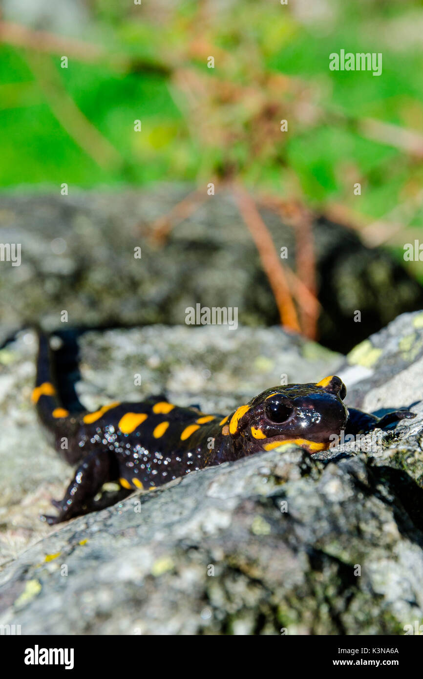 Une salamandre de feu sur un rocher. (Valchiusella, Piémont, Italie) Banque D'Images