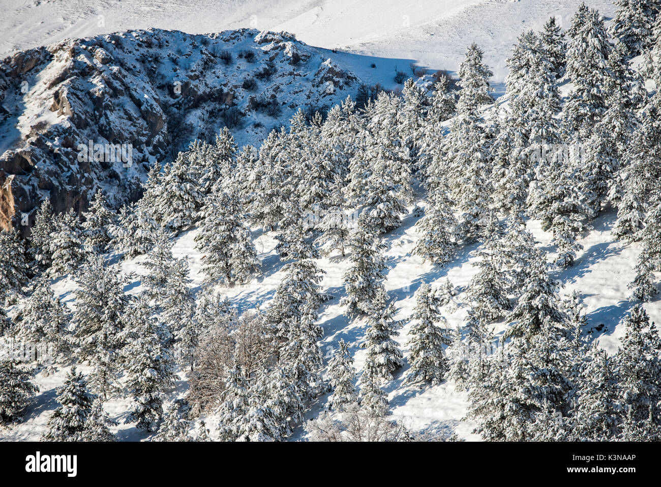 Sapins couverts de neige et de roches, de montagnes de Sibillini, Ombrie, Italie Banque D'Images