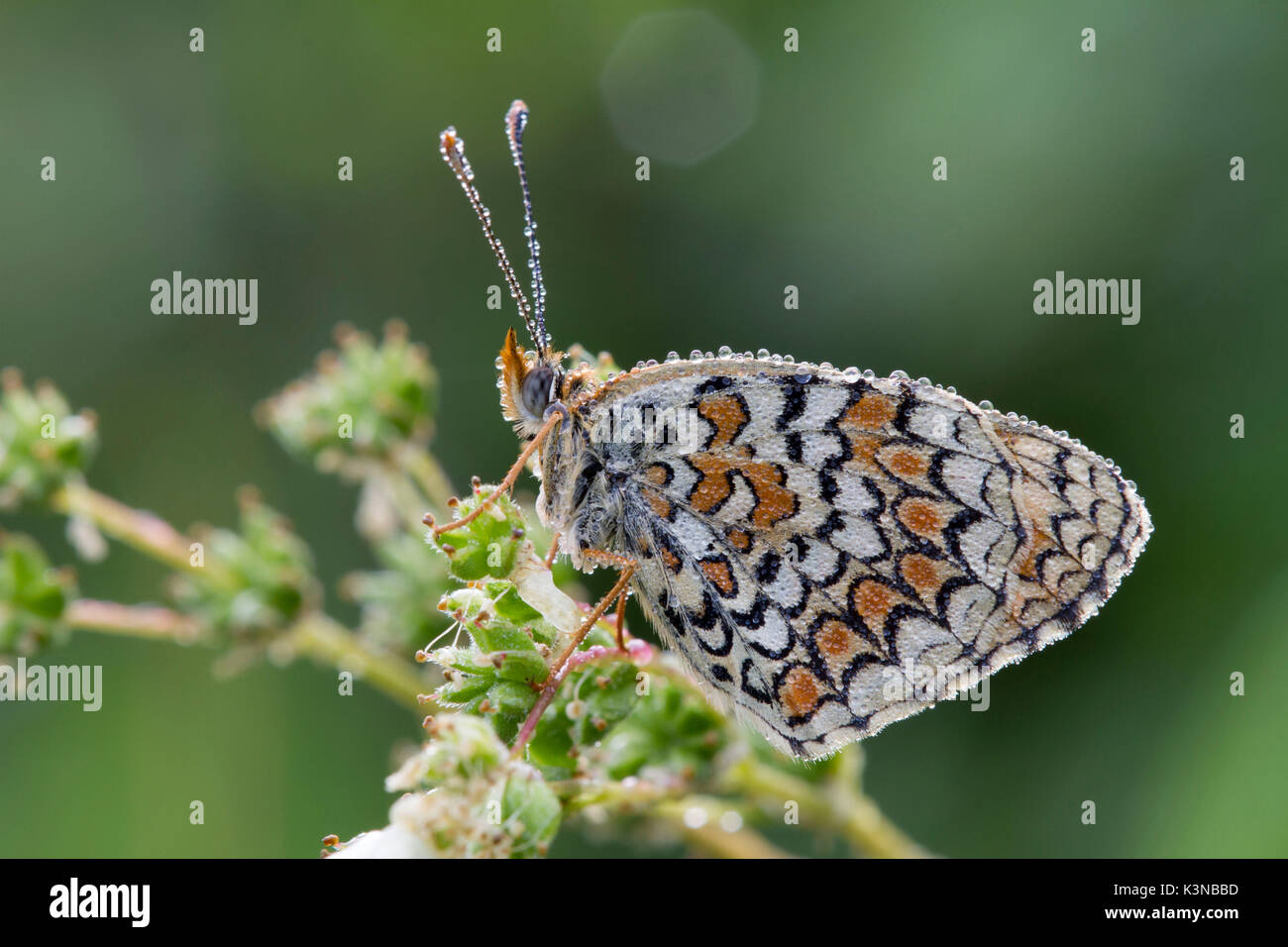 Détails de butterfly melitea couverts par la rosée du matin, il attend que la chaleur pour voler. La Lombardie, Italie Banque D'Images