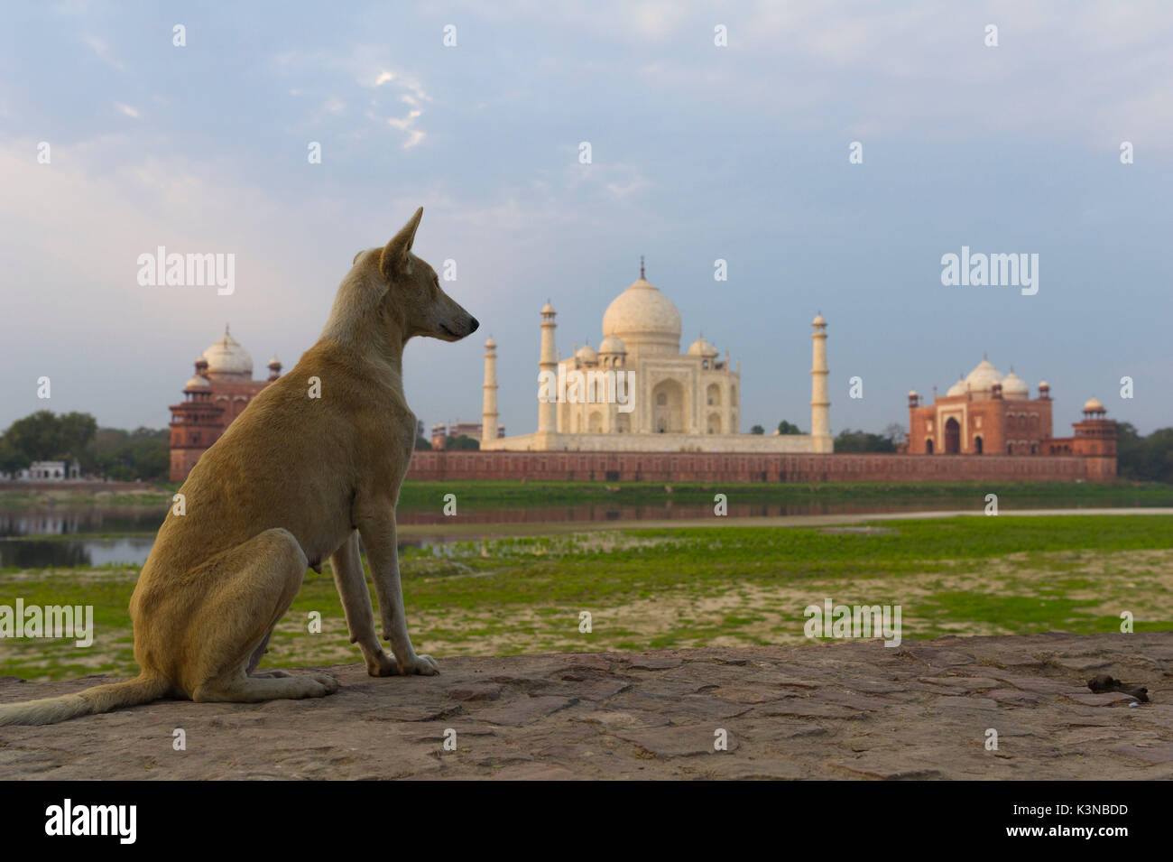 Taj Mahal, Agra, Uttar Pradesh, Inde, Asie. Banque D'Images