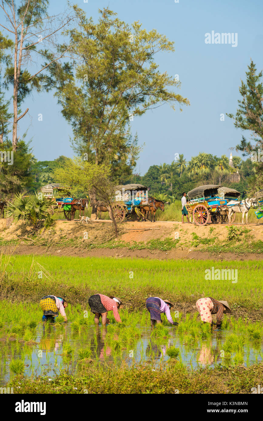 Inwa, région de Mandalay, Myanmar (Birmanie). Femme au travail sur le champ de riz avec des voitures à chevaux parqués dans l'arrière-plan. Banque D'Images
