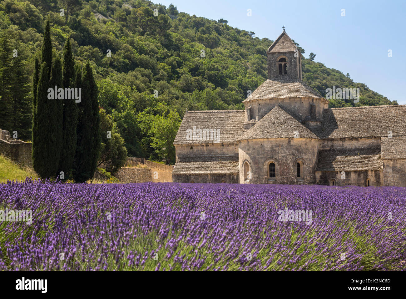 Raws lavande en face de l'abbaye de Sénanque. Gordes, Vaucluse, Provence-Alpes-Côte d'Azur, France, Europe. Banque D'Images