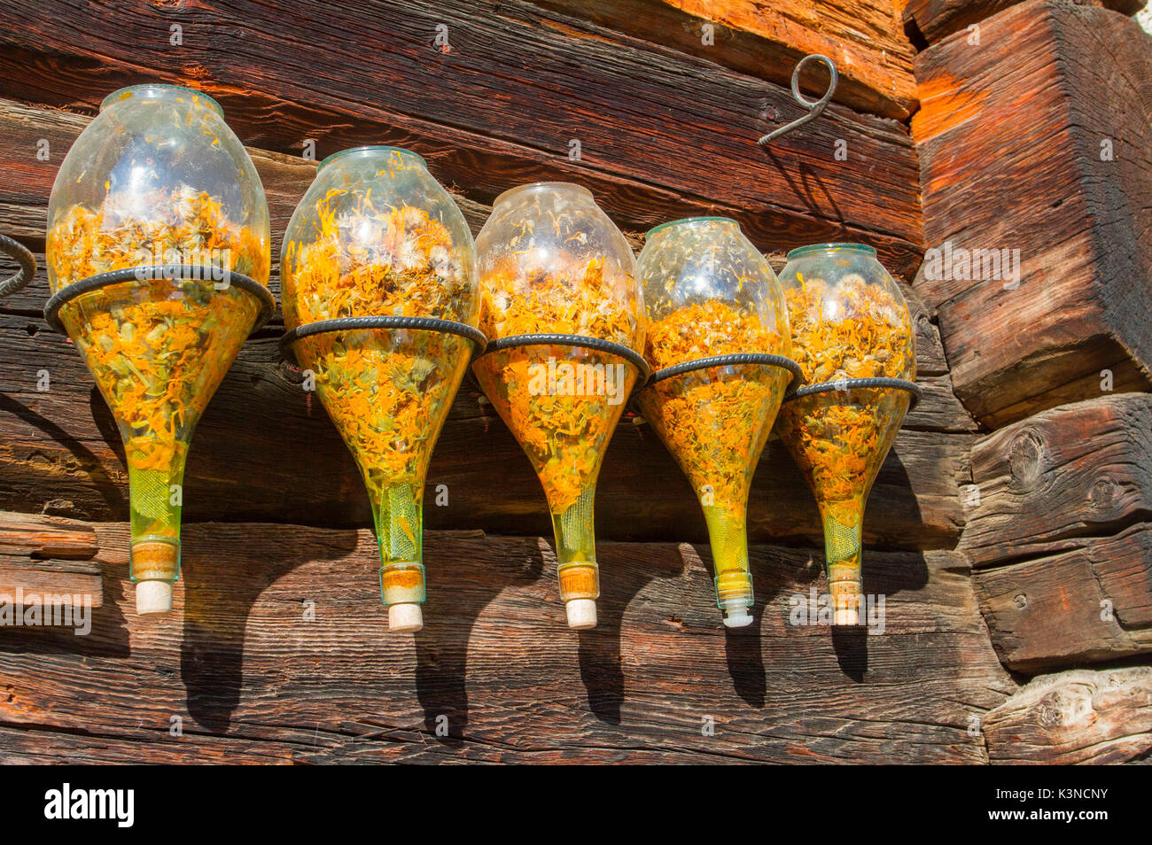 L'Arnica des ampoules pour sécher au soleil de l'été à Livigno - Lombardie - Alpes Banque D'Images