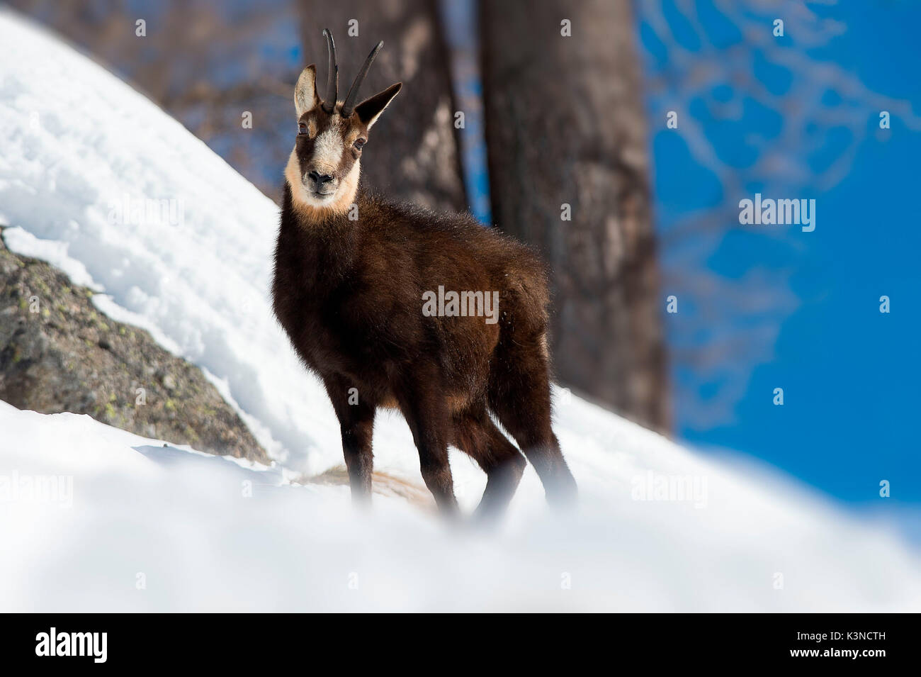 Ceresole Reale,Gran Paradiso Park,Piemonte Italie un jeune chamois photographié alors qu'elle cherchait de la nourriture dans la neige. Banque D'Images