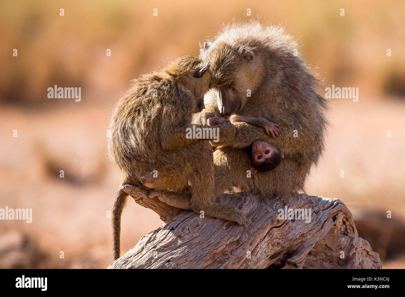 Le parc d'Amboseli, Kenya, Afrique, une famille de babouins sinistre d'un log dans le parc d'Amboseli Banque D'Images