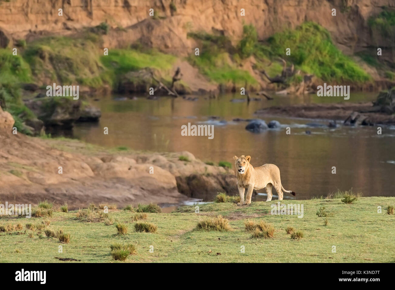 Parc de Masai Mara, Kenya, Afrique un jeune mâle lion pris dans le parc du Masai Mara. Dans l'arrière-plan une rivière avec des hippopotames Banque D'Images
