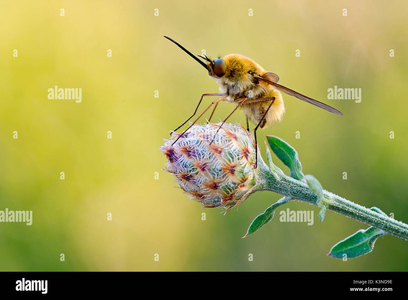 Palude Luna, Brescia, Lombardie, Italie macro photographie d'un Bombylius prises sur une fleur. Fond vert et jaune Banque D'Images