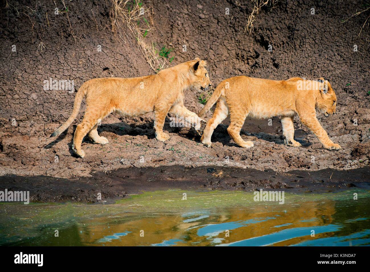 Parc de Masai Mara, Kenya, Afrique de prendre deux jeunes lions, 9 mois, jouant Banque D'Images